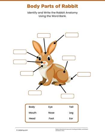 Body Parts of Rabbit