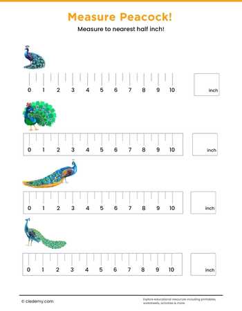 Measure It - Peacock