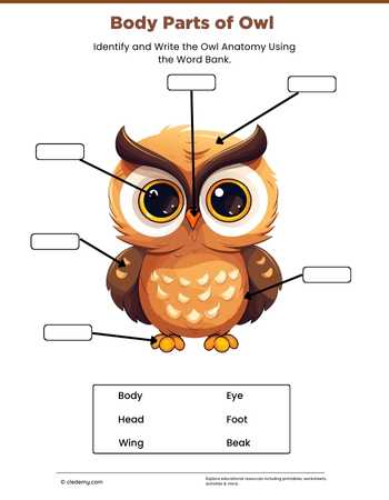 Body Parts of Owl