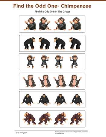 Find the Odd One- Chimpanzee