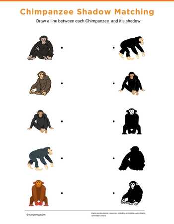 Chimpanzee Shadow Matching