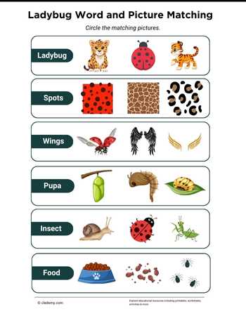 Ladybug Word and Picture Matching