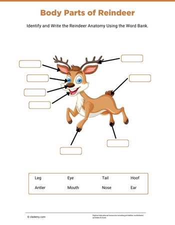 Body Parts of Reindeer