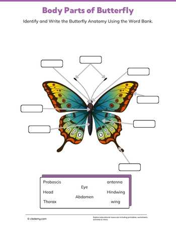 Body Parts of Butterfly