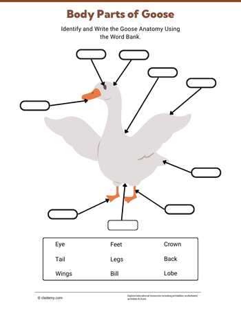 Body Parts of Goose