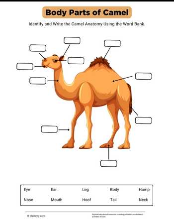 Body Parts of Camel