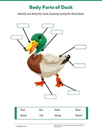 Body Parts of Duck