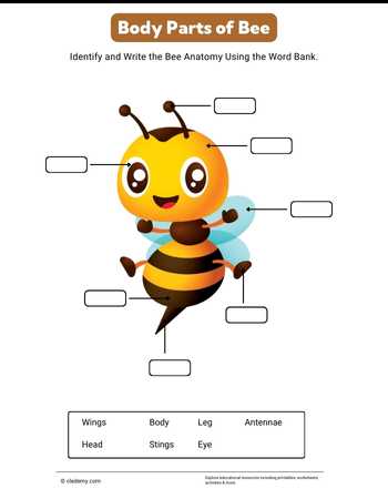 Body Parts of Bee