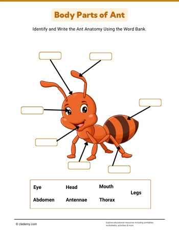 Body Parts of Ant