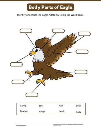 Body Parts of Eagle