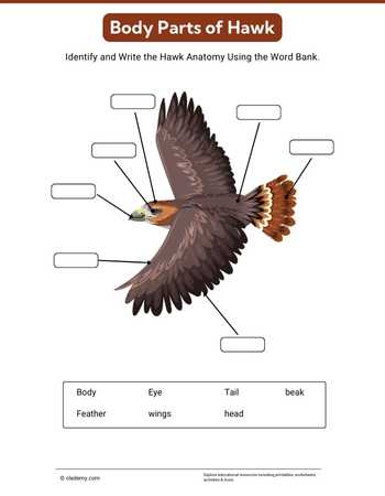 Body Parts of Hawk