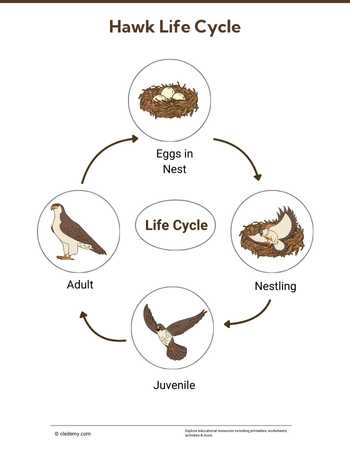 Hawk Life Cycle