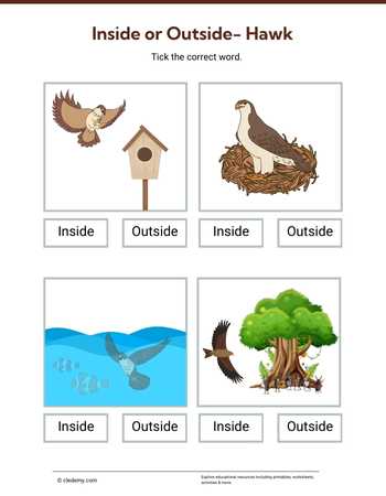 Inside or Outside- Hawk