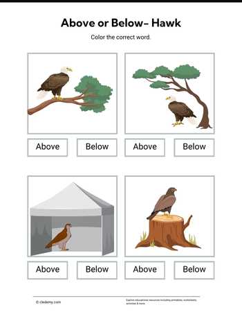 Above or Below- Hawk