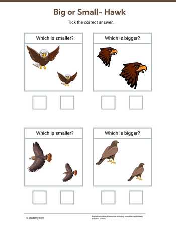 Big or Small- Hawk