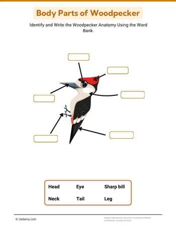 Body Parts of Woodpecker
