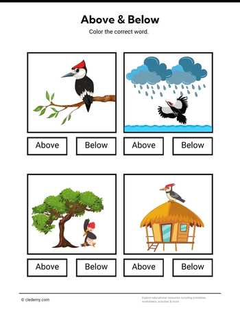 Above or Below- Woodpecker
