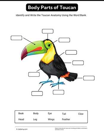 Body Parts of Toucan