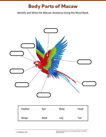 Body Parts of Macaw