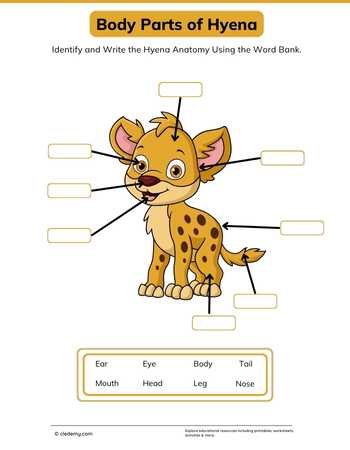 Body Parts of Hyena