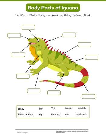Body Parts of Iguana