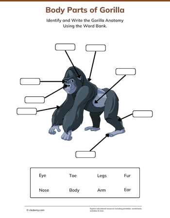 Body Parts of Gorilla