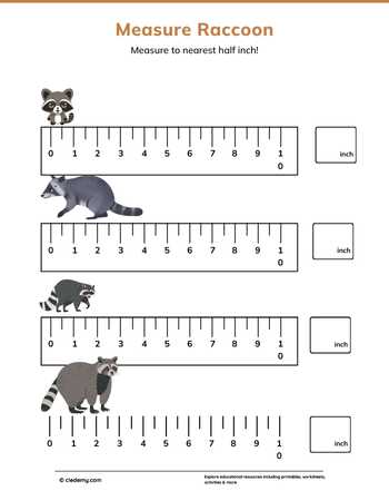 Measure It - Raccoon