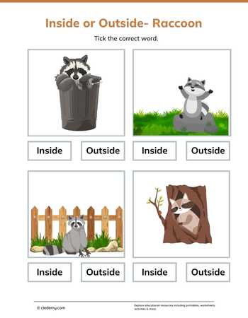 Inside or Outside- Raccoon