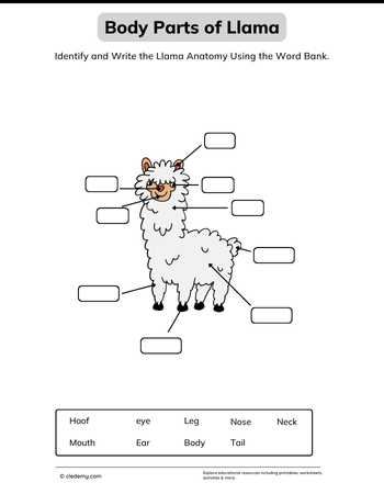 Body Parts of Llama