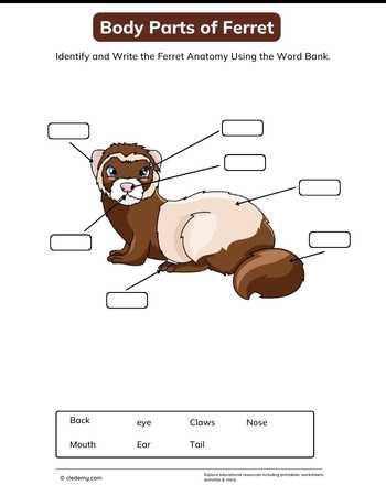 Body Parts of Ferret