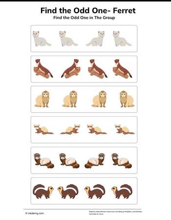 Find Odd One Out Ferret