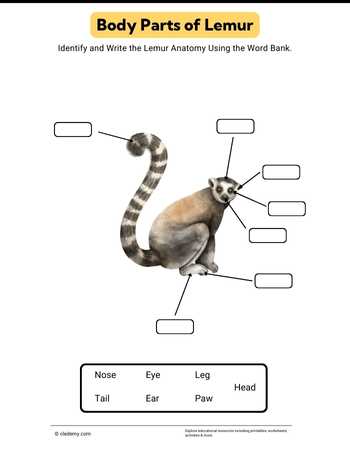 Body Parts of Lemur