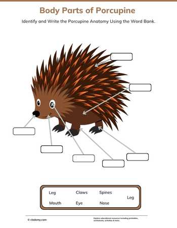 Body Parts of Porcupine