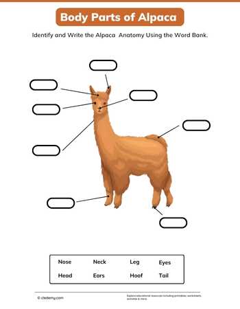 Body Parts of Alpaca