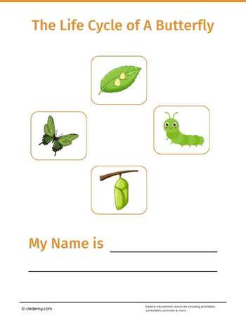 Butterfly Life Cycle Booklet