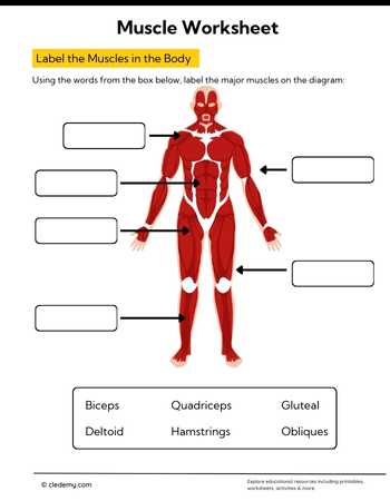 Learn About-Muscle in Body