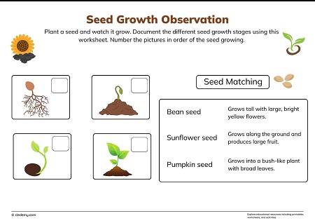 Seed Growth Observation