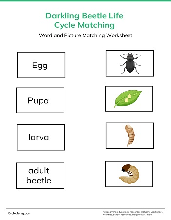 Darkling Beetle Life Cycle Matching