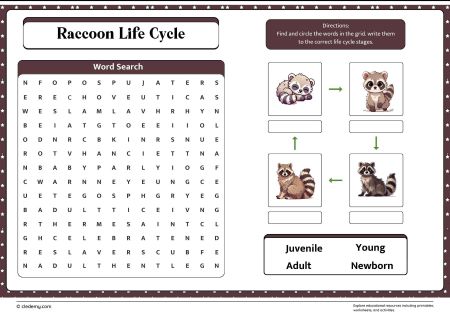 Raccoon Life Cycle Word Search