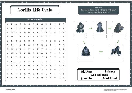 Gorilla Life Cycle Word Search