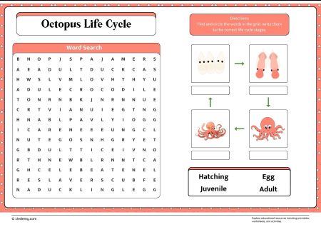 Octopus Life Cycle Word Search