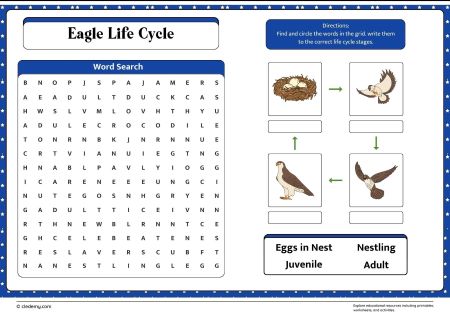 Eagle Life Cycle Word Search