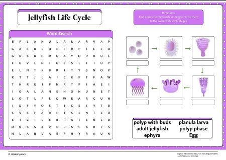 Jellyfish Life Cycle Word Search