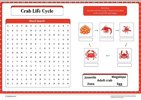 Crab Life Cycle Word Search