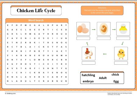 Chicken Life Cycle Word Search