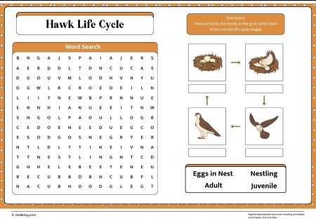 Hawk Life Cycle Word Search