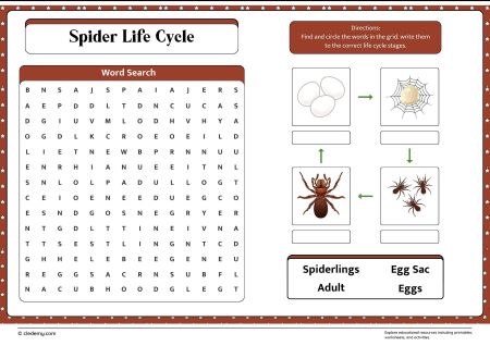 Spider Life Cycle Word Search