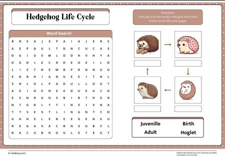 Hedgehog Life Cycle Word Search
