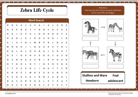 Zebra Life Cycle Word Search
