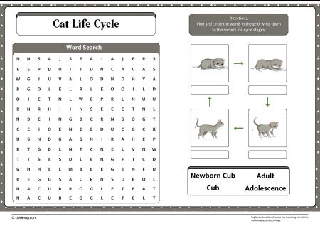 Cat Life Cycle Word Search